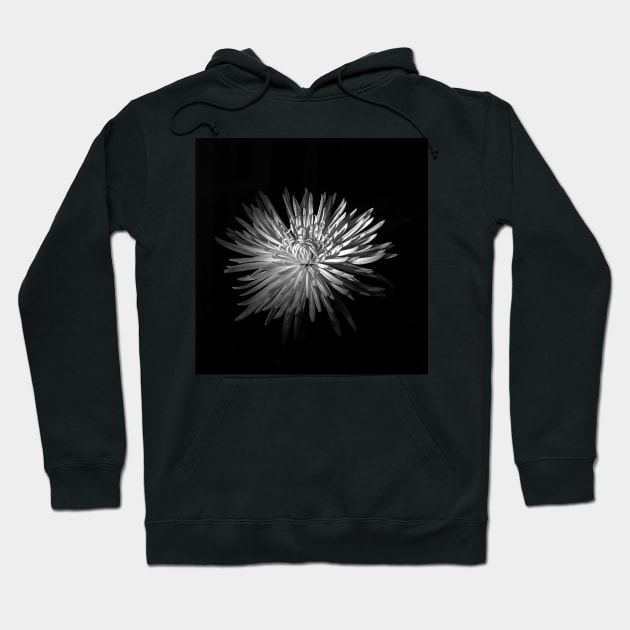 Spring Chrysanthemum Hoodie by rodneyj46